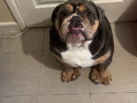 Olde English Bulldogge – dog for sale – County Durham