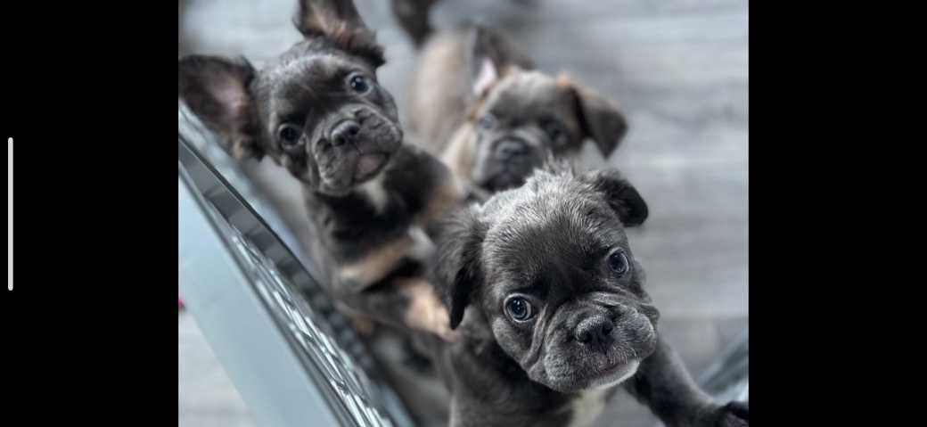 French Bulldog – French bulldog