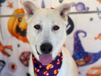 Labrador Husky – husky mutt – Apple Valley