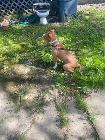 American Pit Bull Terrier – ROXY / red nose pitbull