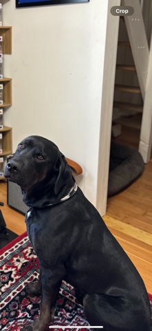 Poodle – Dude - Goldendoodle, American Bulldog, Lab Mix needs new home