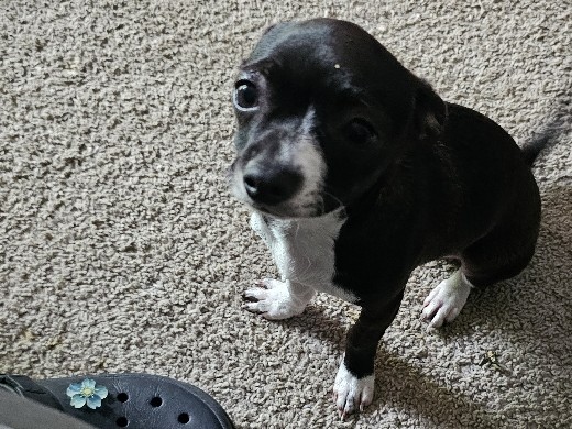 Chihuahua – puppies 🐶 – Claymont