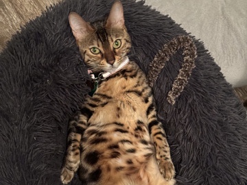 Bengal Female looking for her forever home 🤎