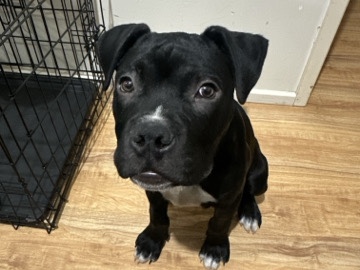 American Staffordshire Terrier -  black staffy puppy  available for adoption in Robin Hill