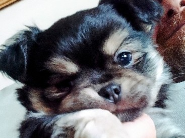 Chihuahua – cucciolo chihuahua