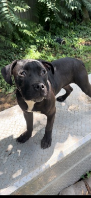 American Staffordshire Terrier – Kyro AmStaff Labmix
