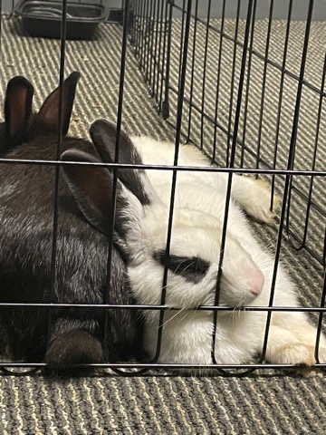 Rex – Paired neutered and spayed rabbits