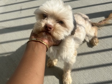 Shih Poo – 🐶 Loving Dog Looking for a New Home 🏡 – Memphis