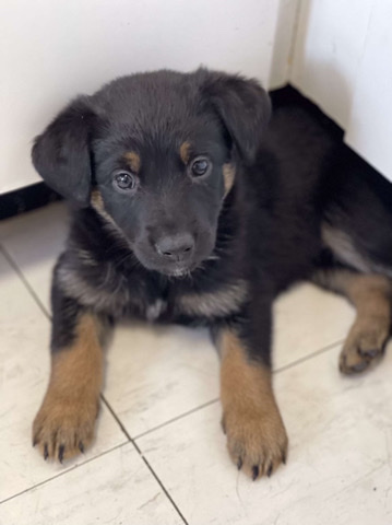 Rottweiler – Adorable Rottie/German Sheperd mix puppy (12weeks)