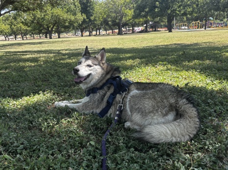Siberian Husky – Female Husky :) – Fort Worth