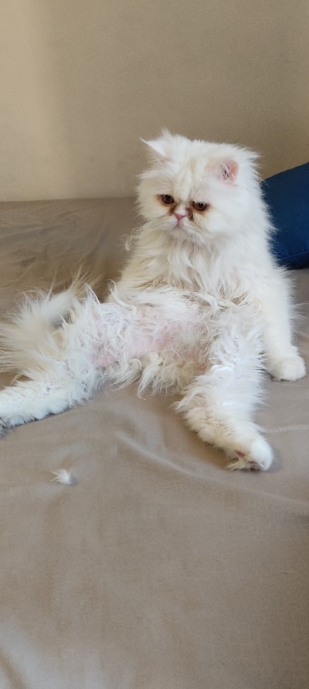 Persian (Traditional) – Gatto persiano