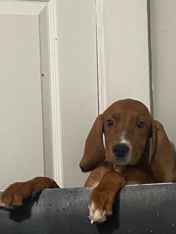 Redbone Coonhound – Rehoming Redbone Treewalker Coonhound