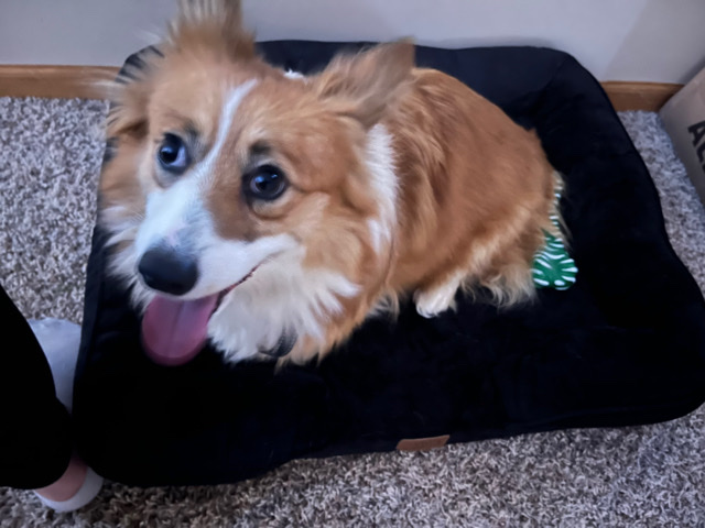 Corgi needs new home