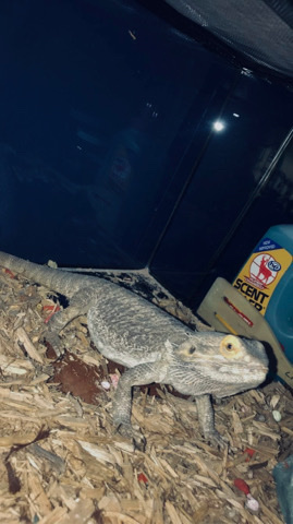 lizard – bearded dragon for sale!!