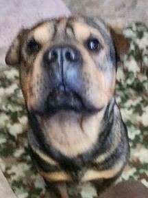 loving dog looking for a loving family 