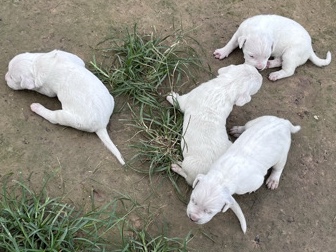 Dogo Argentino – cachorros dogo argentino – Cleveland