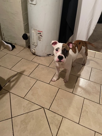 American Pit Bull Terrier – Puppy Bull