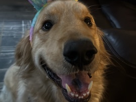 Golden Retriever – Golden retriever – Olympia
