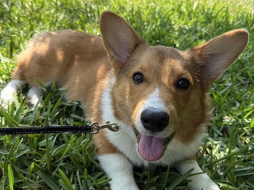 Pembroke Welsh Corgi~6 months on 5/24 