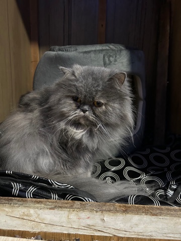 Persian (Traditional) – Persian cat
