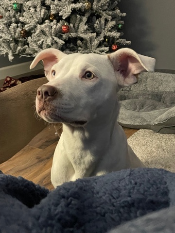 white pit