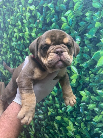 Olde English Bulldogge – 💚bulldog puppies💛 available 🧡