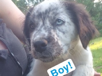 Texas heeler cross – Kinston