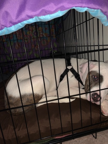 American Staffordshire Terrier – Frankie loves to play