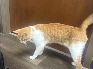 American Shorthair – Fluffy Movie – Houston