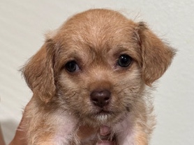 Shih Poo – Premium Puppies - Shih Poo - 4 Left – Lake Buena Vista