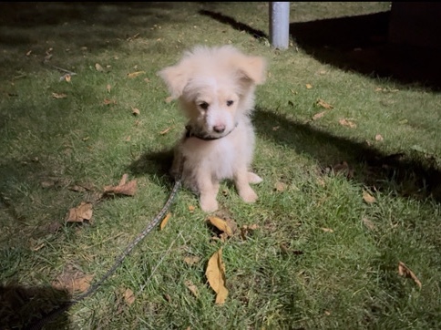 Mixed Breed - cocoa available for adoption in Worcester