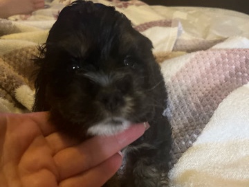 Adorable, black cocker spaniel female