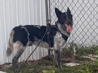 Australian Cattle Dog – Australian Cattle Dog mix – Lauderhill