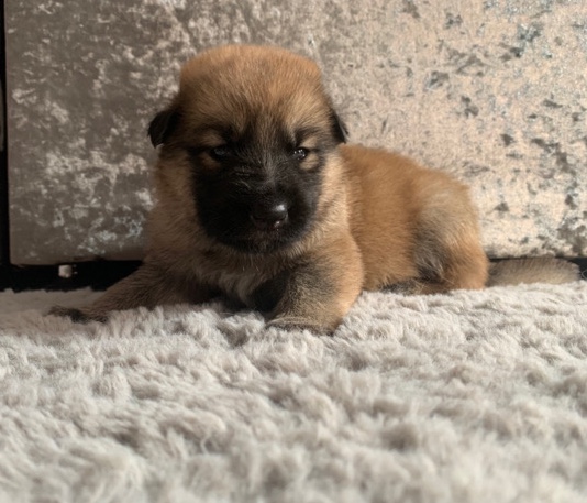 3/4 German shepherd x 1/4 husky pups