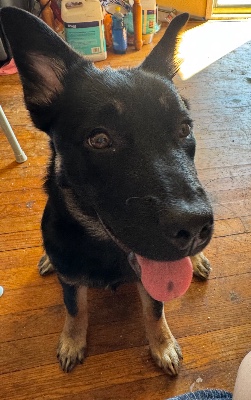 puppy 4 month – Oklahoma City