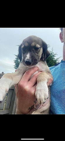 Saluki – ready to leave now
