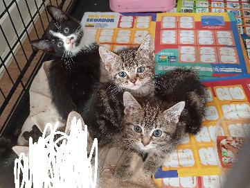British Shorthair – Cute little kittens (£10 each) Ready ASAP – Medway