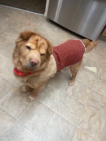Chow Chow – Rehoming