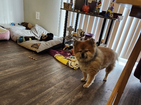 Pomeranian – pomeranian for rehoming – Bethany