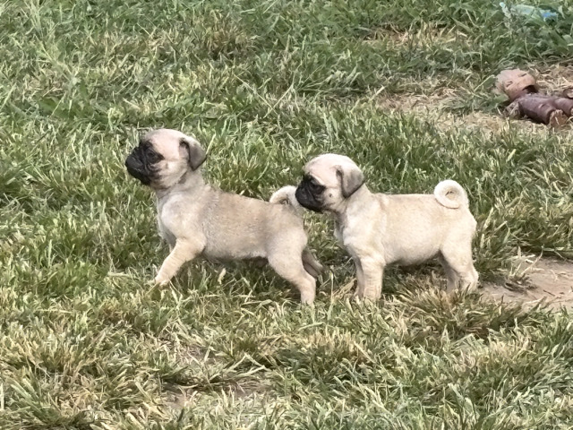 Pug puppies 