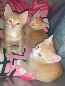 kittens for sale Queens Ny. price is negotiable
