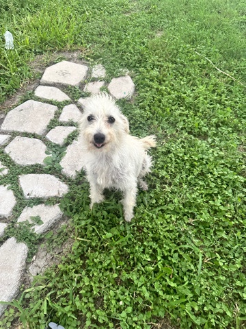 Standard Schnauzer – Need to Rehome Pet