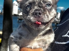 French Bulldog – lilac fluffy frenchie female – San Diego
