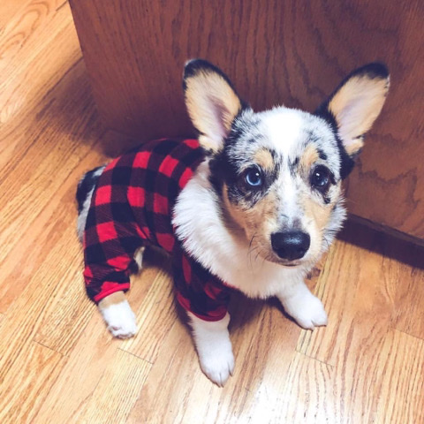 Pembroke Welsh Corgi – Welsh Corgi Pembroke