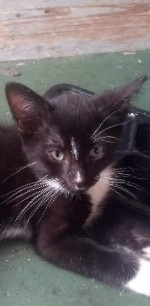 cutest tuxedo kitten