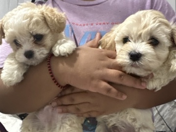 Morkie – Morkie poo puppies – Houston