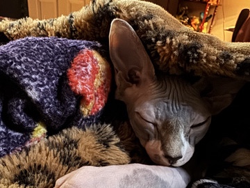 Sphynx - 18 week old Sphynx  available for adoption in Fort Lee