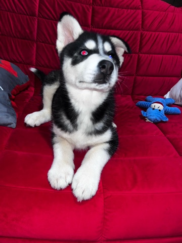 Siberian Husky – Siberian Husky