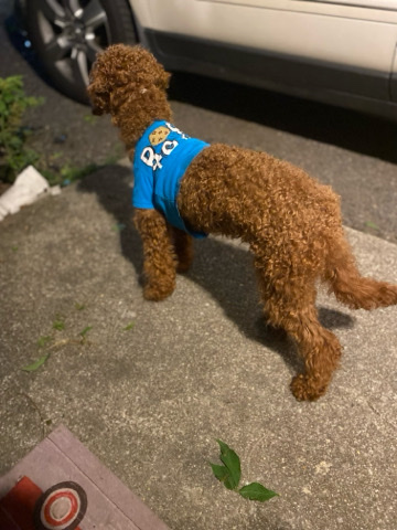 Poodle – Riley ❤️Miniature Poodle