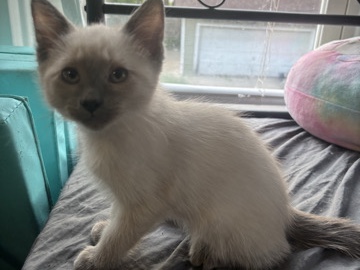 Adorable Mixed Breed Kittens for Sale – 1 to 2 Months Old in Aurora – Aurora
